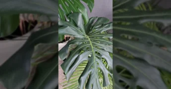 Costela-de-Adão Gigante em vaso para decoração de interiores. Cortesia de @florajessicajp.