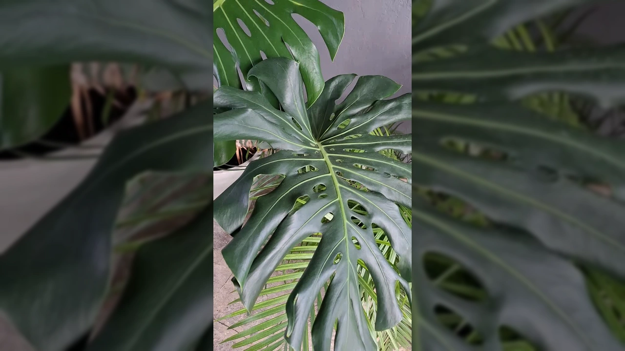 Costela-de-Adão Gigante em vaso para decoração de interiores. Cortesia de @florajessicajp.