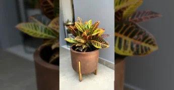 Planta Croton Petra colorida sendo colocada em vaso na AquiMil / Instagram