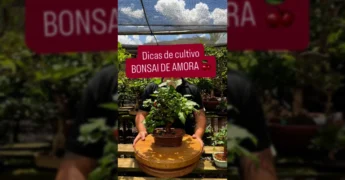 Homem demonstrando poda em um bonsai de amora com frutos no viveiro da DR Bonsai