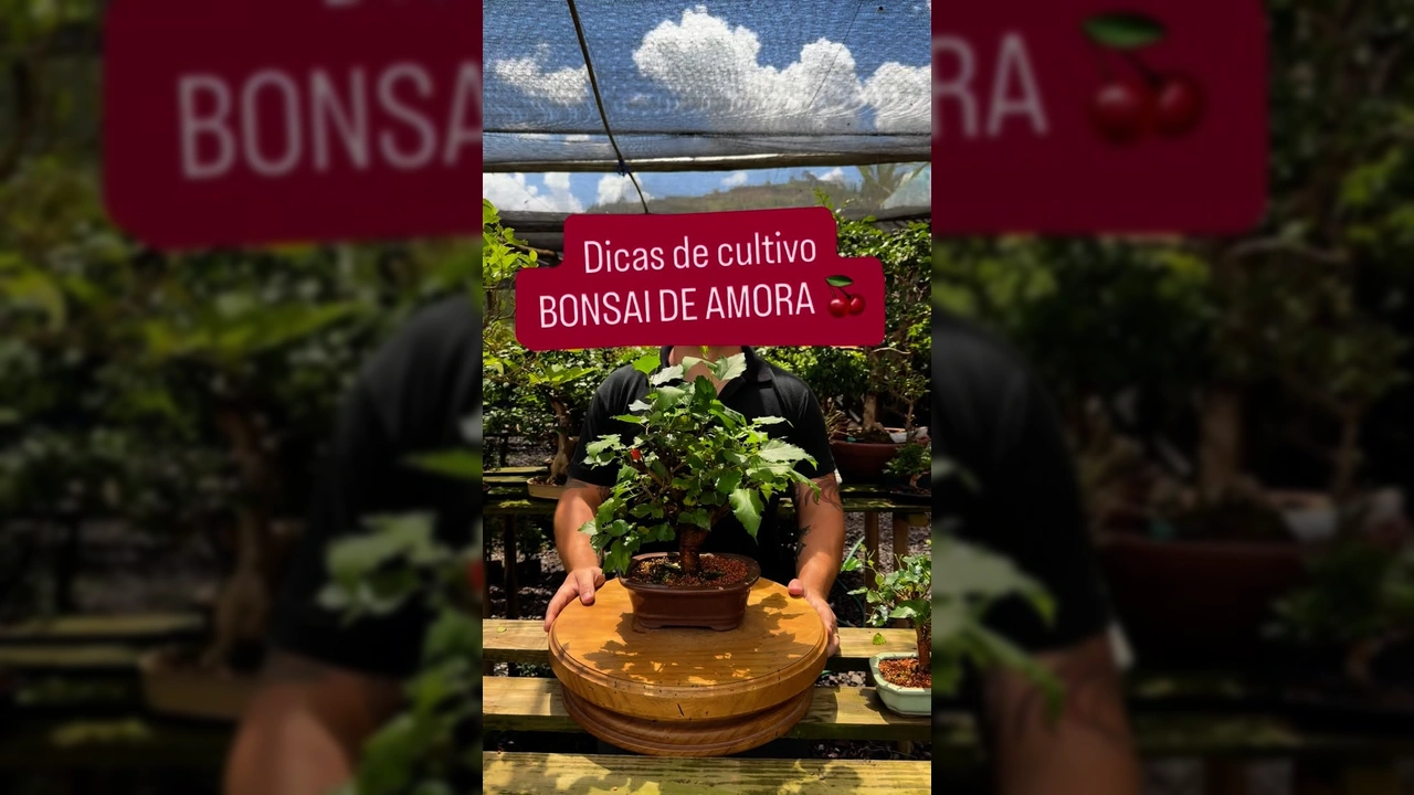 Homem demonstrando poda em um bonsai de amora com frutos no viveiro da DR Bonsai