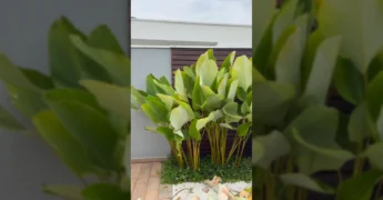 Jardineiro podando amaranta charuto na base, mostrando folhas verdes e caules amarelos. Crédito: profissaojardineiro no Instagram