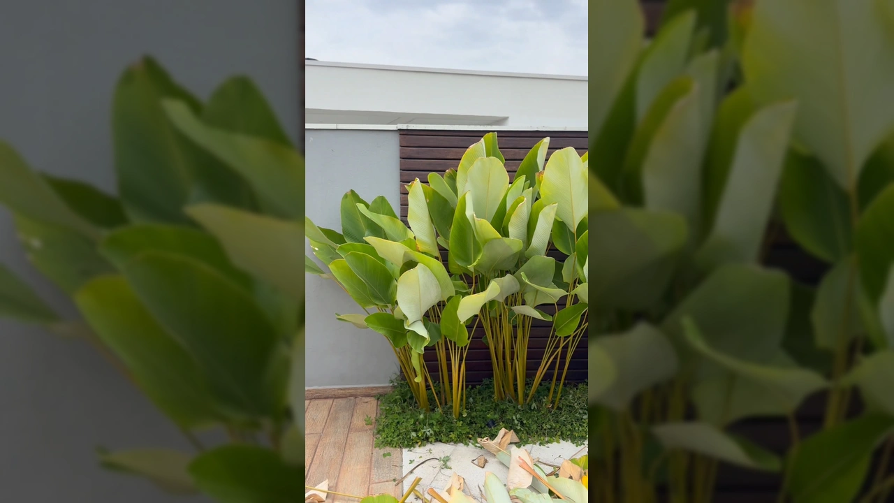 Jardineiro podando amaranta charuto na base, mostrando folhas verdes e caules amarelos. Crédito: profissaojardineiro no Instagram