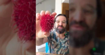 Homem com barba e óculos provando um rambutan recém-aberto, exibindo a polpa branca da fruta. Imagem de @umbotaniconoapartamento no Instagram.