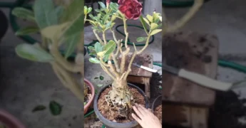 Uma pessoa replantando uma rosa do deserto em um vaso novo com substrato adequado. Créditos: ideias_rosadodeserto / Instagram