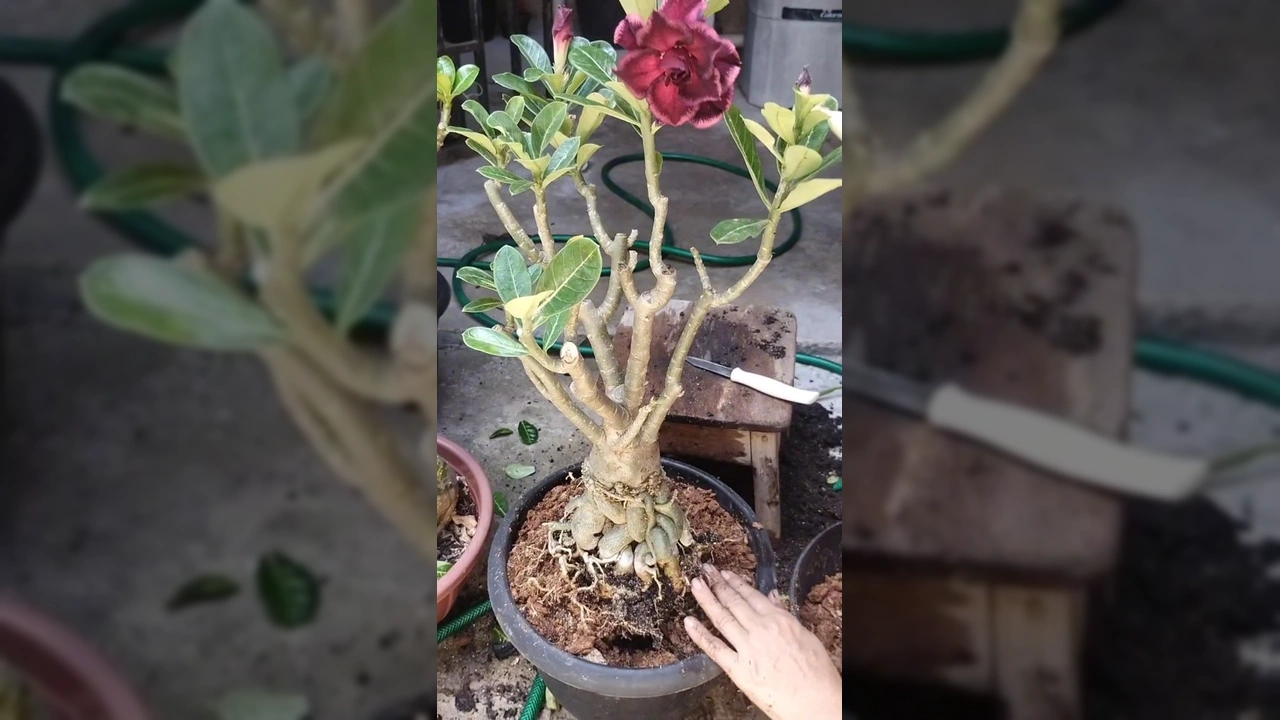 Uma pessoa replantando uma rosa do deserto em um vaso novo com substrato adequado. Créditos: ideias_rosadodeserto / Instagram