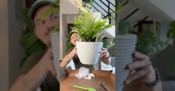 Samambaia exuberante plantada em vaso cinza com blocos de concreto e um pedaço de madeira, resgatada da calçada / Instagram