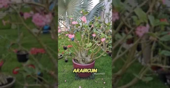 Rosa do Deserto Arabica com flores rosadas em um vaso, apresentada por Mucuri Rosa do Deserto. Crédito: Instagram mucurirds.