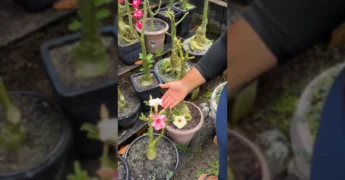 Rosa do Deserto com flores amarelas e rosa-brancas, cultivada por floresdaanita_oficial / Instagram