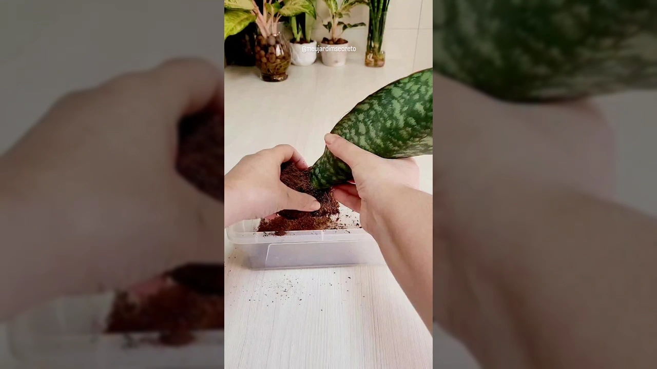 Arranjo de Sansevieria Coroa Dinamarquesa em cultivo aquático. Créditos: jardimsecretobyadriana / Instagram