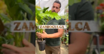Homem segurando uma Zamioculca verde em um ambiente de jardinagem, com texto 'Zamioculca' e dicas de cuidado / Instagram Mundo Verde Plantas