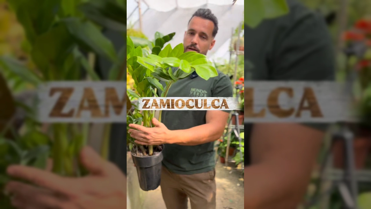 Homem segurando uma Zamioculca verde em um ambiente de jardinagem, com texto 'Zamioculca' e dicas de cuidado / Instagram Mundo Verde Plantas
